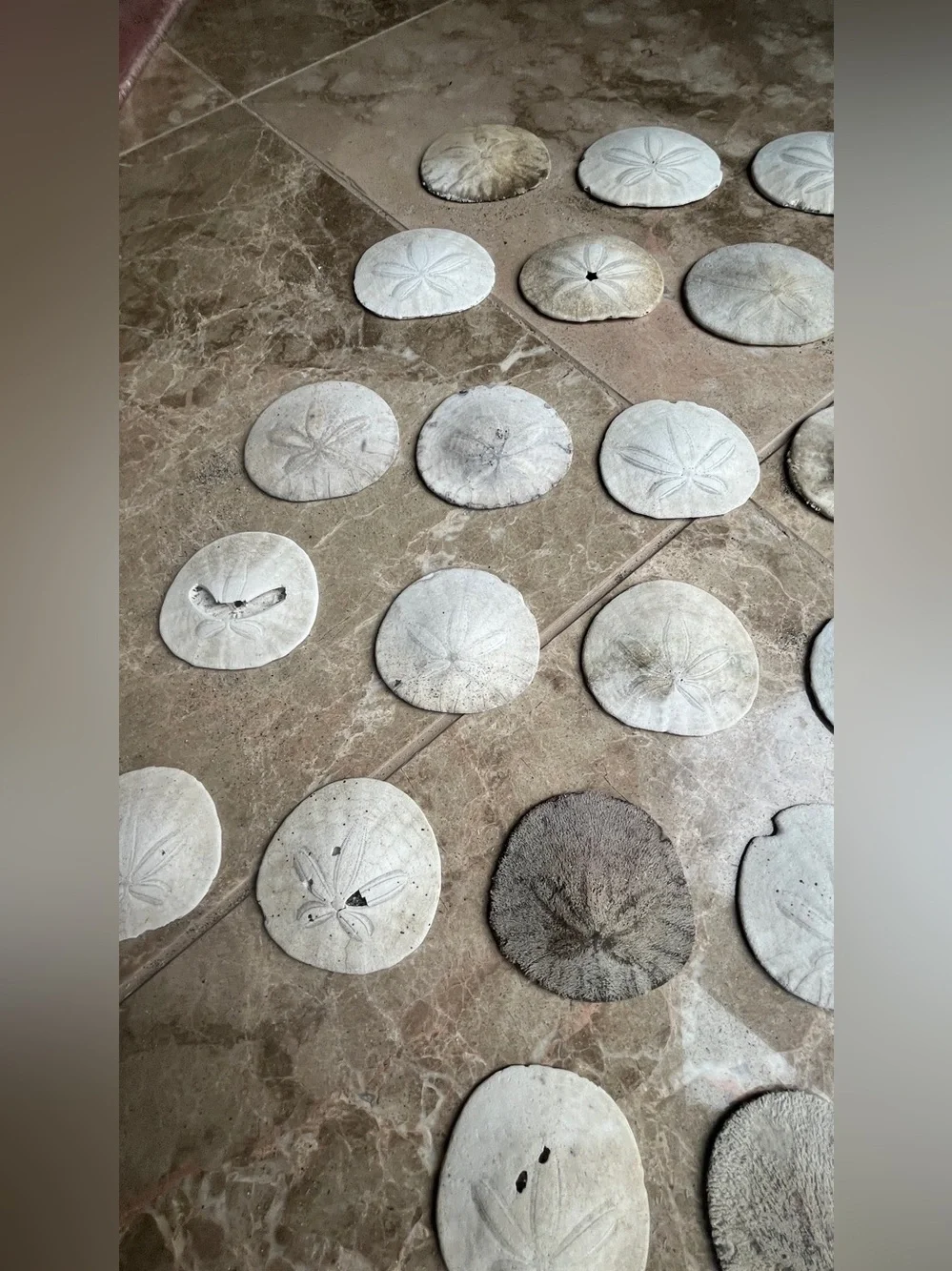 Natural Eastern Pacific White Sand Dollar Collection - 25 Pieces